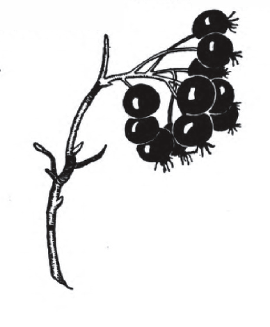 sprig of dark round berries.