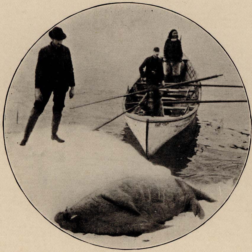 People standing in a small boat with oars, one person on ice or land next to a Walrus carcus.