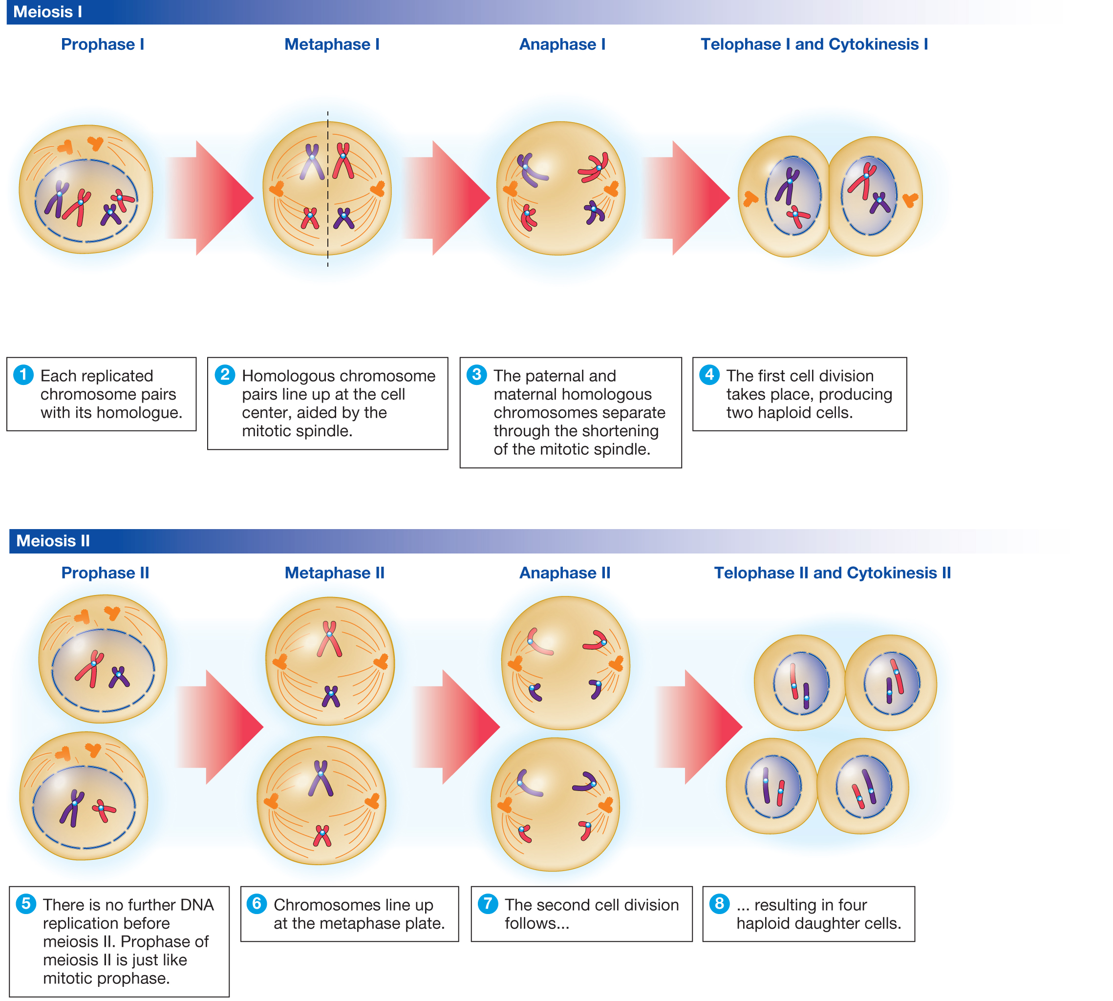 [DIAGRAM] Diagram Steps Of Meiosis - MYDIAGRAM.ONLINE