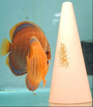 discus breeding pairs