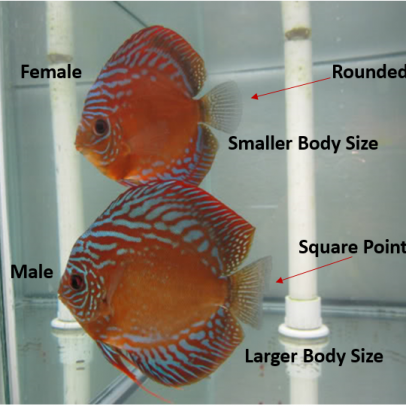 sexing discus fish