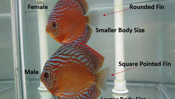 sexing discus fish