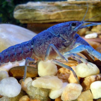 blue crawfish