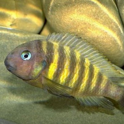 tropheus