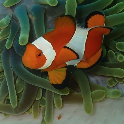 clown fish