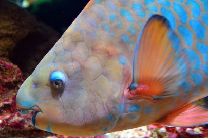 parrot fish