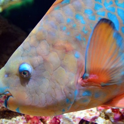 parrot fish