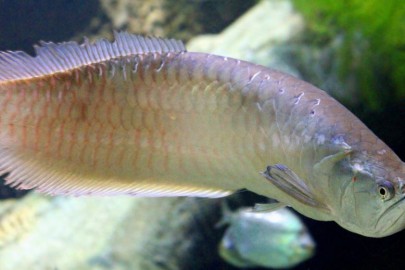 arowana fish