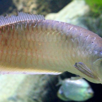 arowana fish