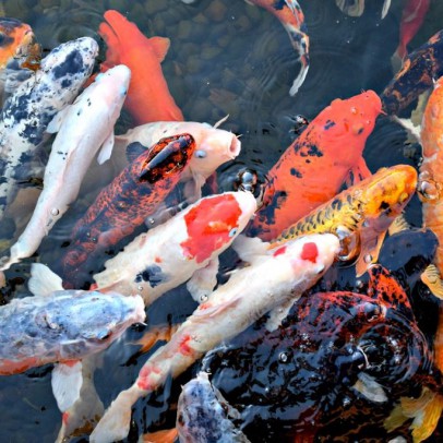 koi fish