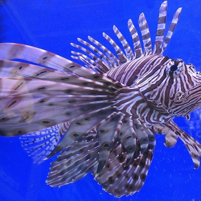 lion fish