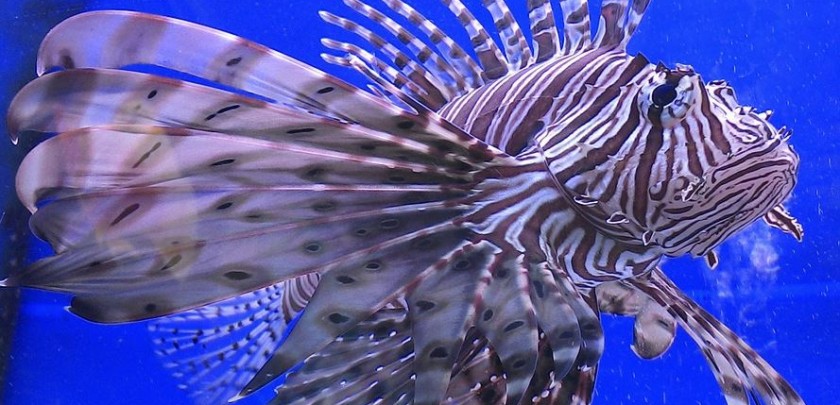 lion fish