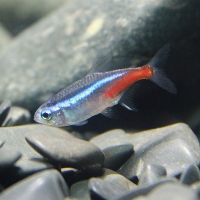 tetra fish