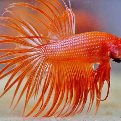 betta fish