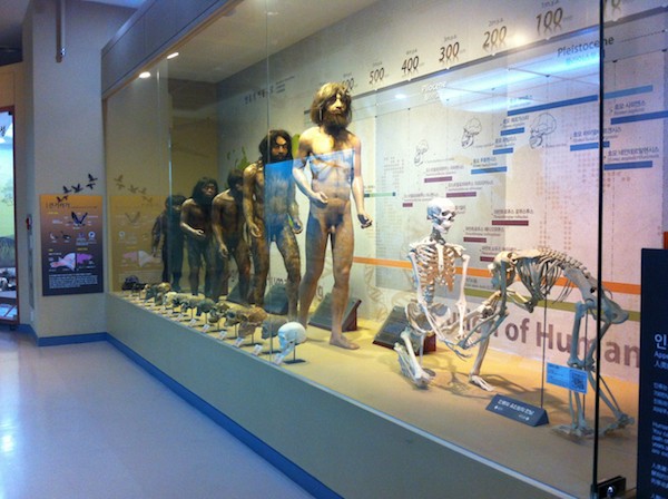 Vitrine at the Seodaemun Museul of Natural History, Seoul 