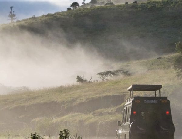 Serengeti Safari