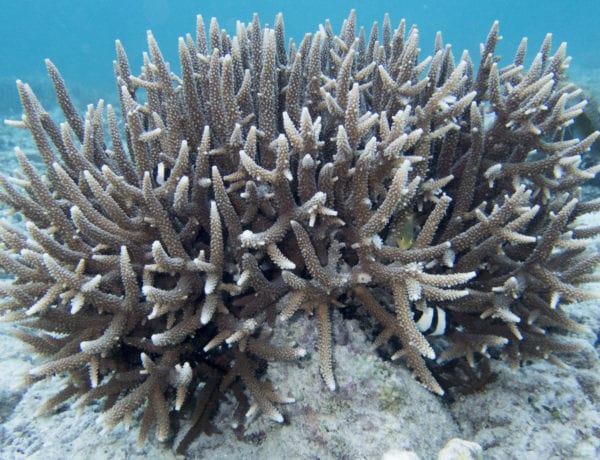 raja-ampat-snorkeling