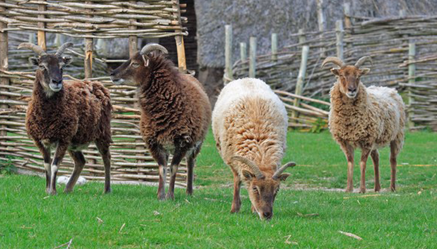 soay-sheep