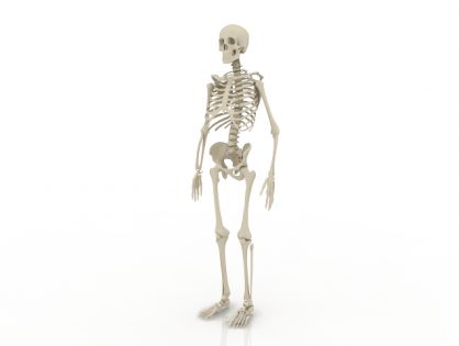 Human skeleton