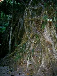 carnarvon fig tree