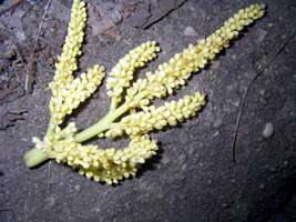 Palm Tree flower