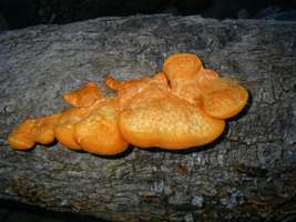 Fungus 