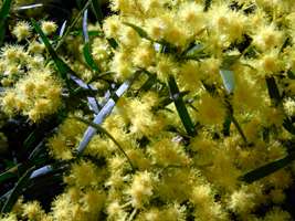 wattle