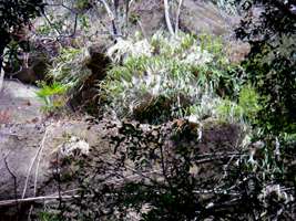 Nabooloo Creek