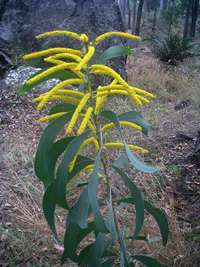 Boolimba Bluff wattle