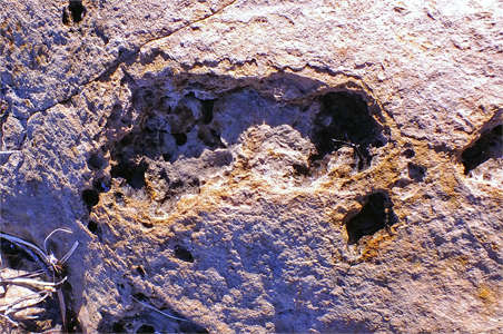 fossilised foot prints