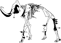 mammoth skeleton