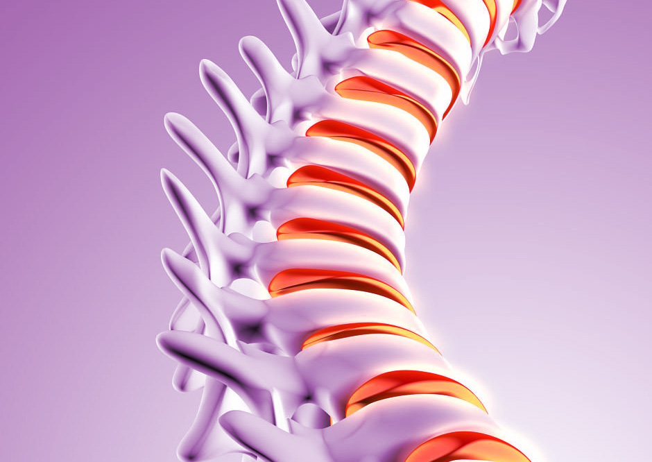 illustration of a spine