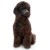 Miniature Poodle