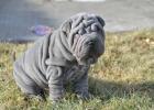 Miniature Shar Pei