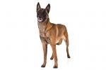 Belgian Malinois