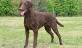 Curly-Coated Retriever