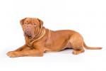 Dogue de Bordeaux