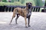 Fila Brasileiro