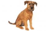 Irish Terrier