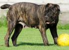 Perro de Presa Canario