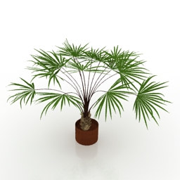 Palm 3d model