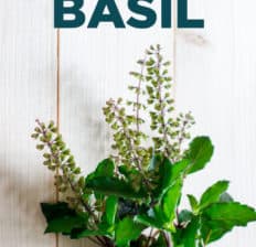 Holy basil - Dr. Axe