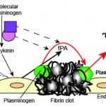 Fibrinolysis