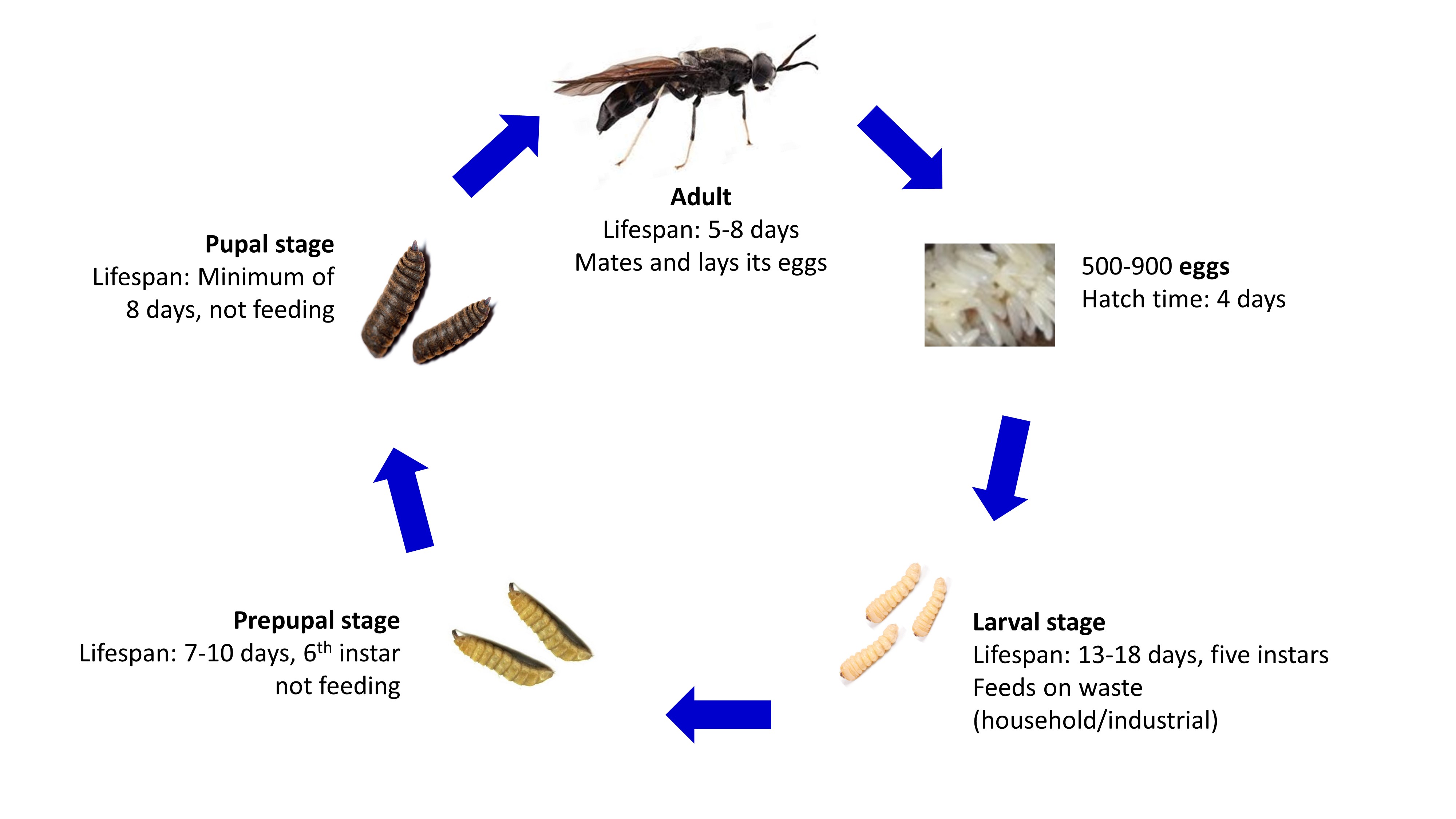 Black Soldier Fly Life Cycle