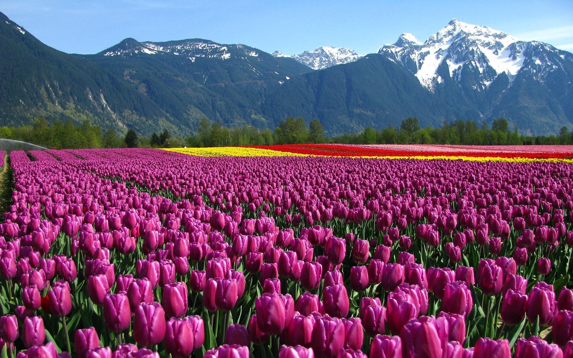 Tulip Fields