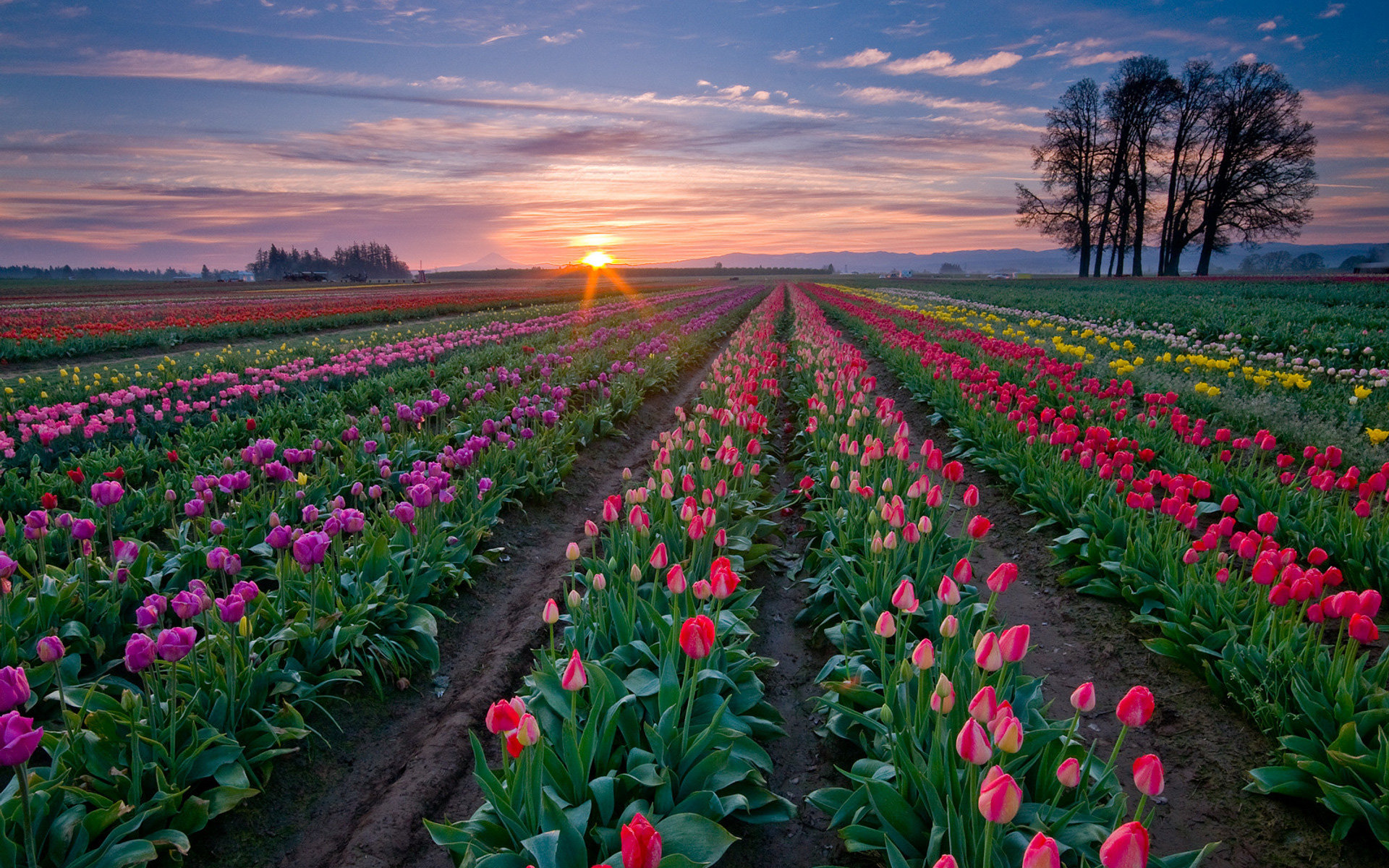 Tulip fields hd wallpaper