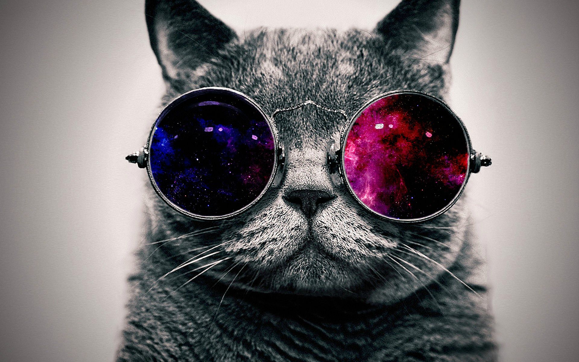 Cool Cat Desktop Wallpaper