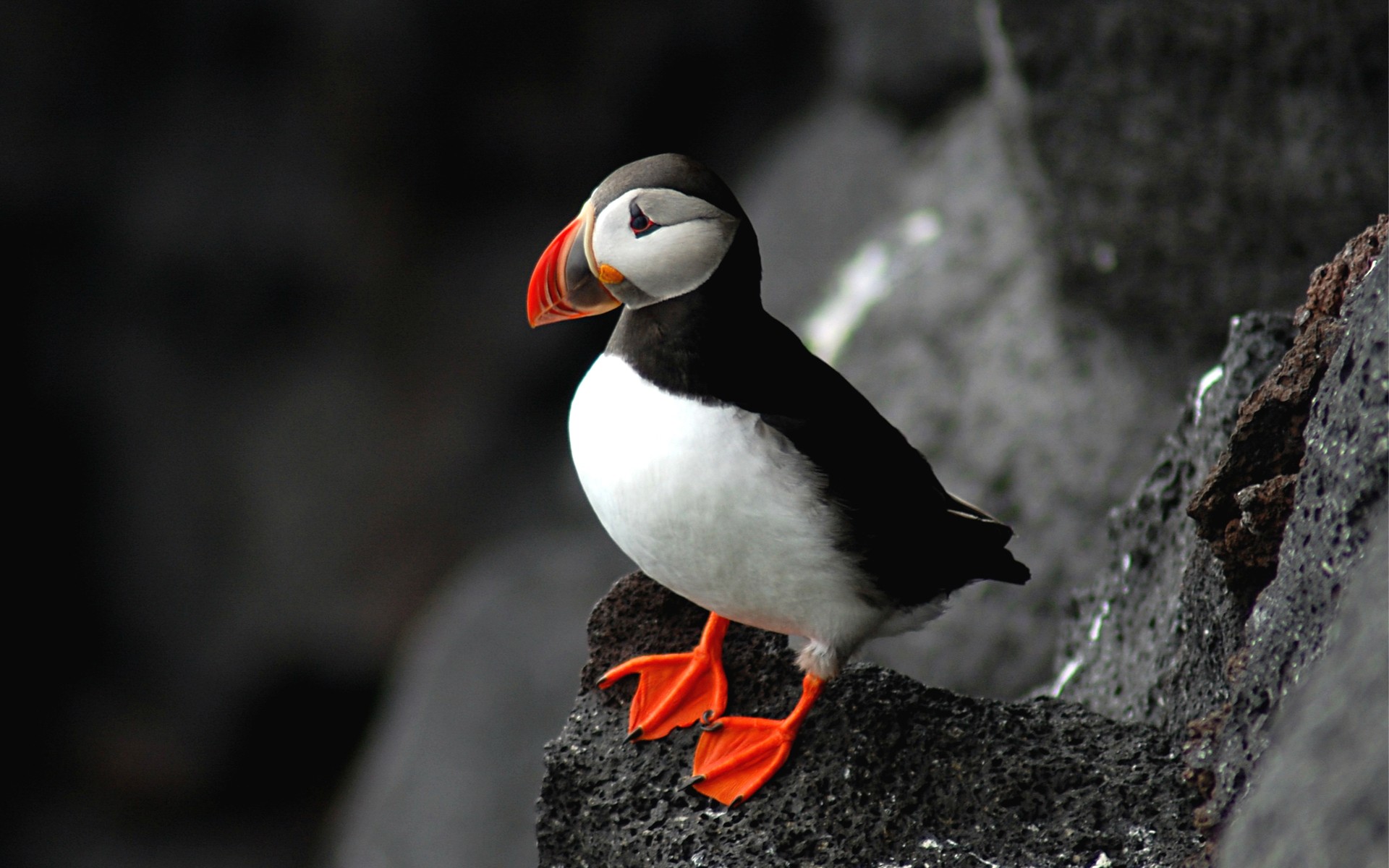 Atlantic Puffin HD Wallpapers