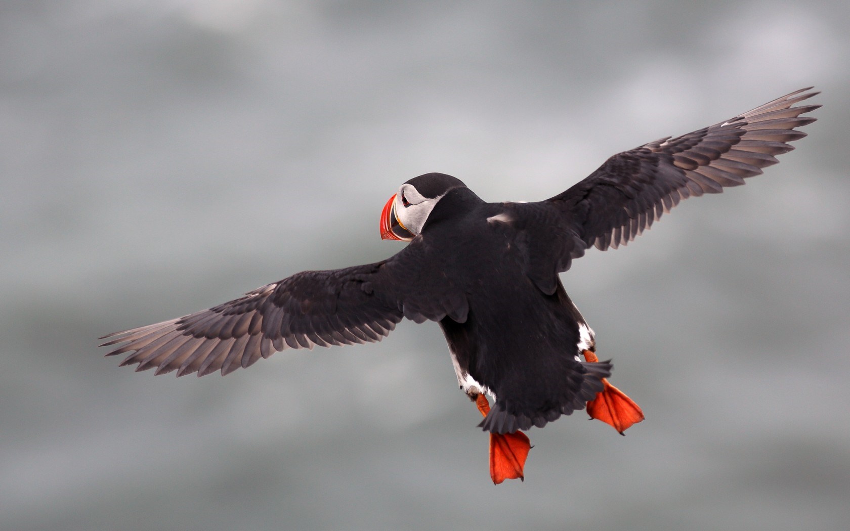 Atlantic Puffin Flying Bird