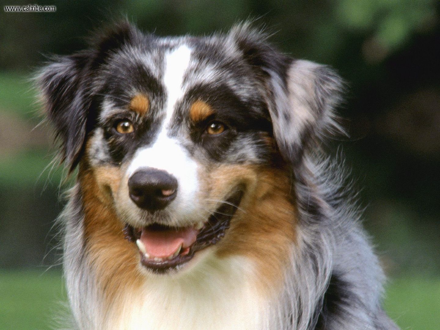 Australian shepherd Photos